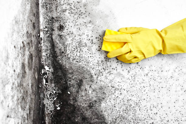 Best Post-Construction Mold Inspection  in Purcellville, VA