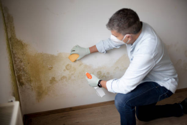 Best Mold Removal for HVAC Installations  in Purcellville, VA