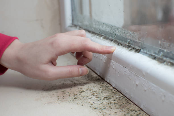 Mold Odor Removal Services in Purcellville, VA